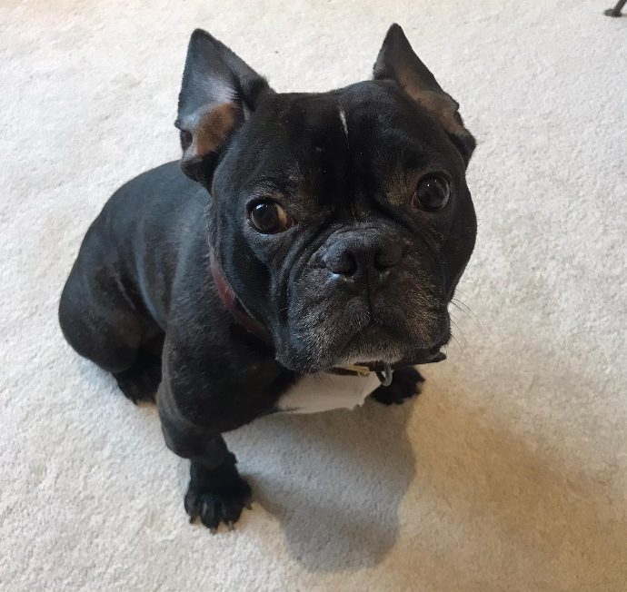 Rufus